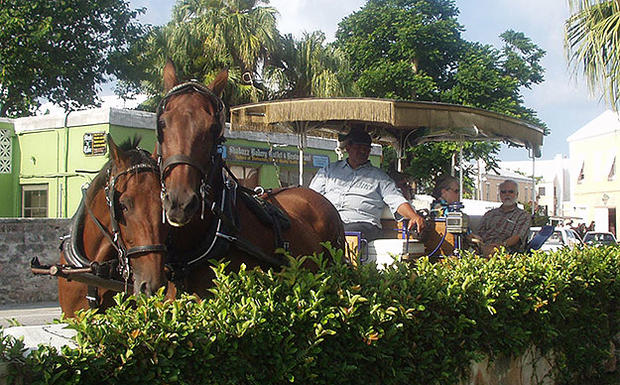 horse Bermuda 06 026 _jlloyd 