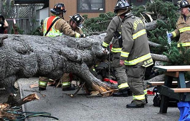 student trapped under tree 