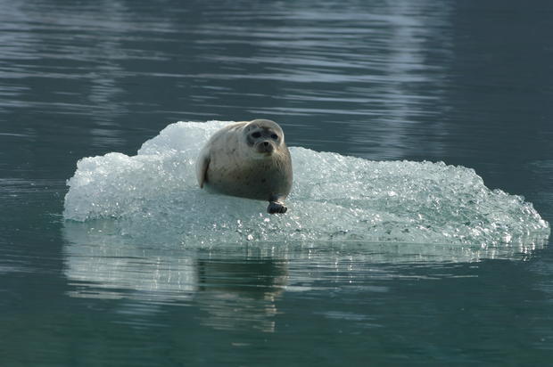 arctic-seal.jpg 