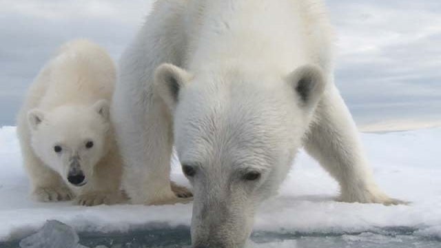 polar-bears.jpg 