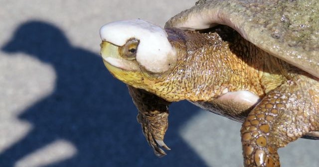 A rescue mission to save turtles in the California drought - CBS News