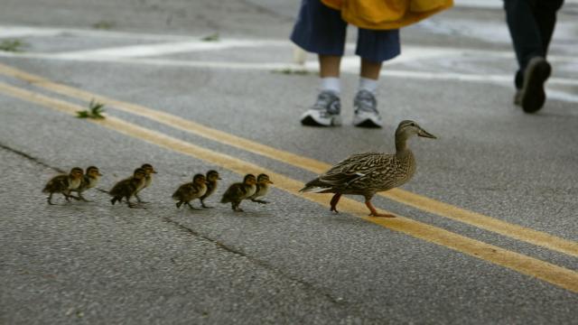 ducklings724744471.jpg 