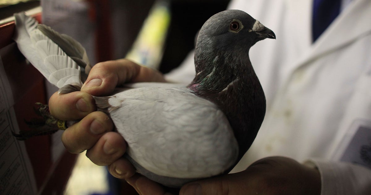 Pigeon worth 184,000 stolen in Germany CBS News(00)