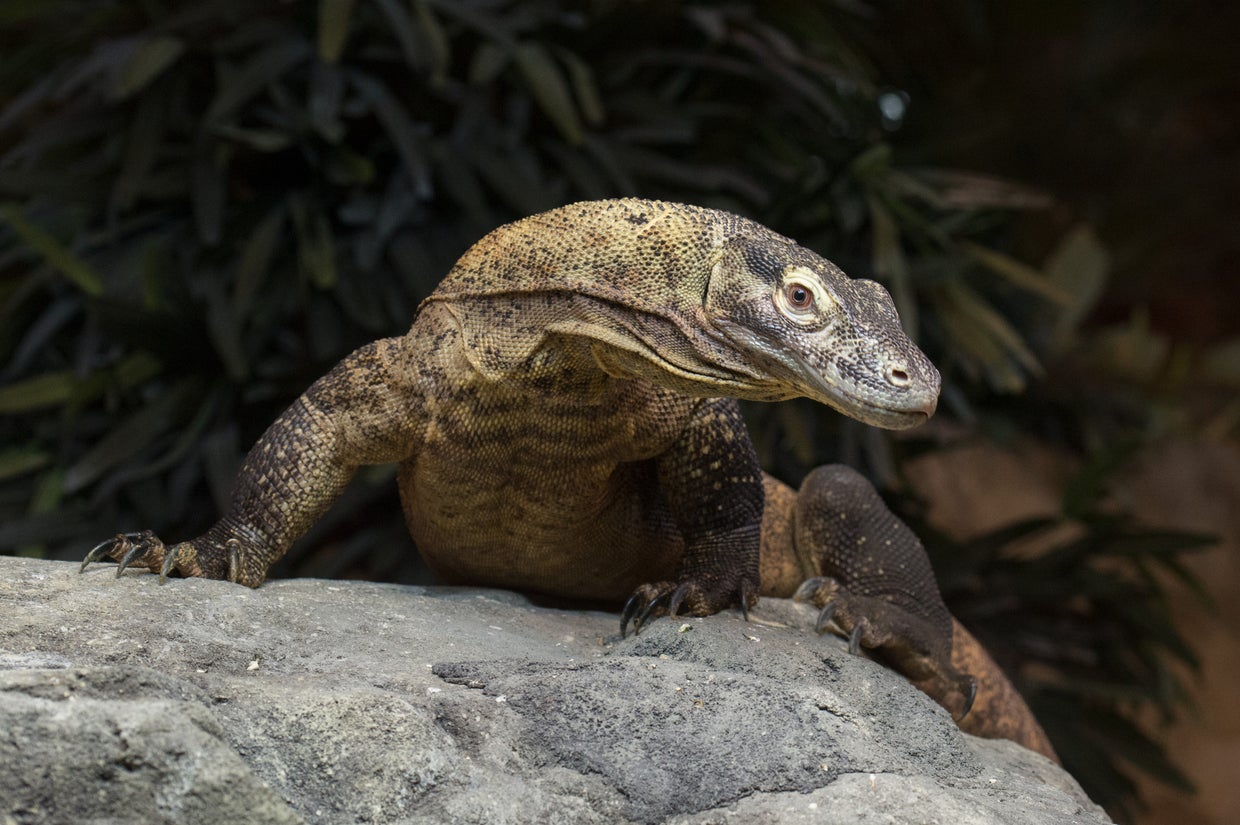 julie-larsen-maher1685komodo-dragonzcrbz05-19-14hr.jpg 