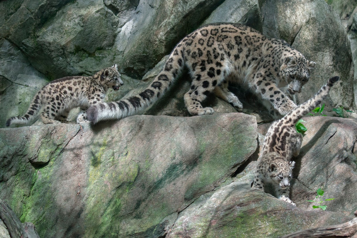 julie-larsen-maher-2480snow-leopard-and-cubshimbz07-24-14.jpg 