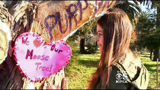 Moose Tree Vandalism 