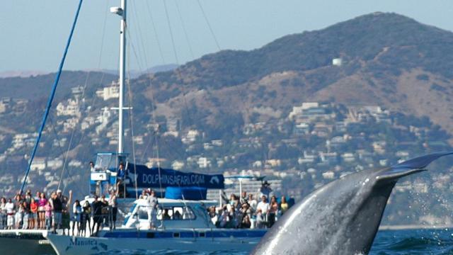 dana-point-whale-watching-photo-barry-curtis-captain-daves-dolphin-whale-safari.jpg 