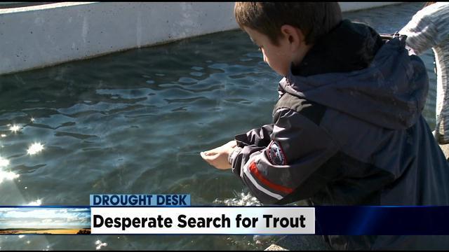 search-for-trout.jpg 