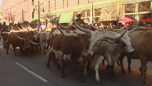2015 National Wetern Stock Show Parade 