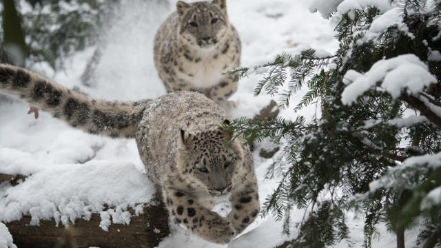 julie-larsen-maher_4459_snow-leopards_him_bz_01-06-15.jpg 