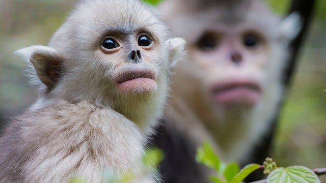 snub-nosed-monkeys-jacky-poon-promo-6880.jpg 
