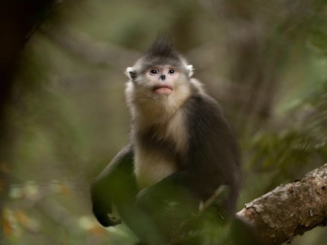 snub-nosed-monkeys-xi28.jpg 