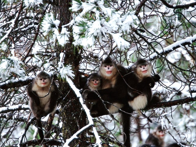 snub-nosed-monkeys-shen-cheng-336.jpg 