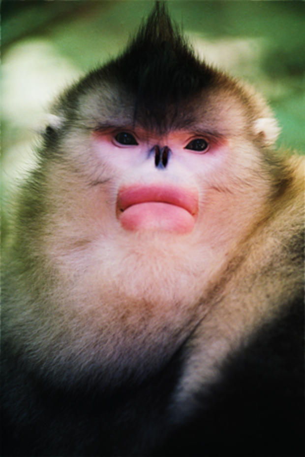 snub-nosed-monkeys-shen-cheng-350.jpg 