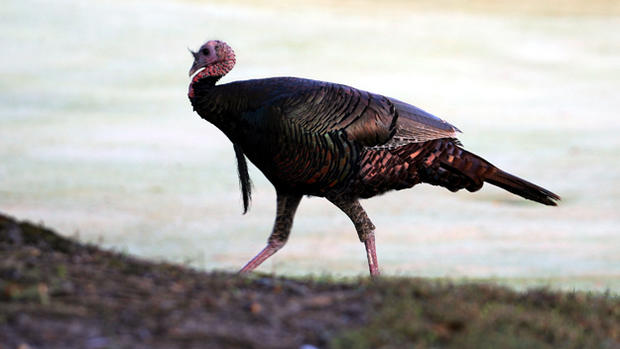 Wild Turkey (Photo by Marc Serota/Getty Images) 