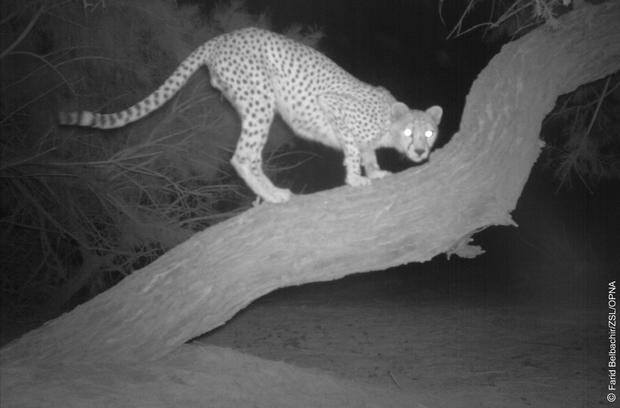 cheetah-in-a-tree.jpg 