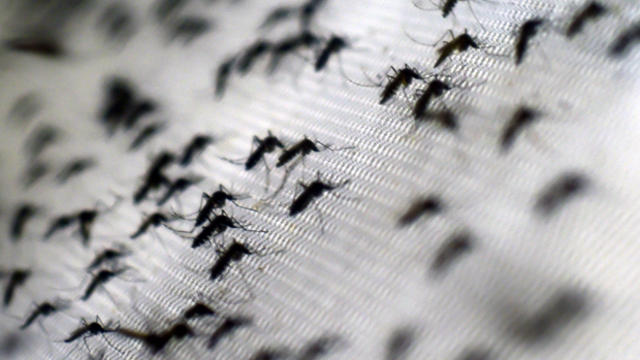 Aedes aegypti mosquitoes  are seen at the Oswaldo Cruz foundation in Rio de Janeiro, Brazil, Oct. 2, 2014. 