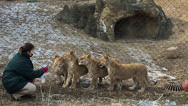zoo lion cubs _mcdev 