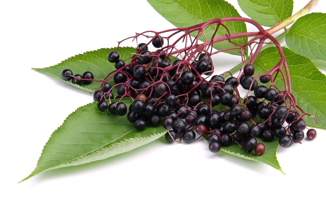 Can elderberry help treat colds and flu? CBS News