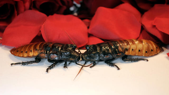 julie-larsen-maher-2160-cocoa-roach-product-shoot-with-madagascar-hissing-cockroaches-01-09-12.jpg 
