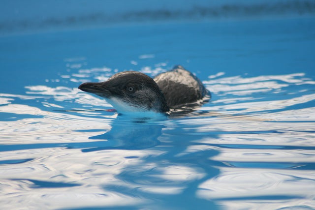 penguin-in-wildlife-clinic-pool-2013.jpg 
