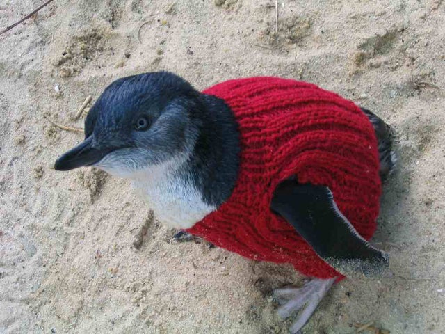 penguin-red-jumper-lores.jpg 