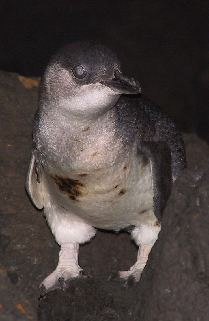 Sweaters for penguins
