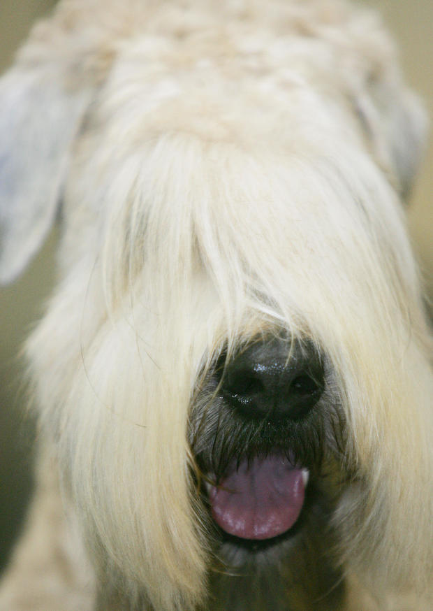 soft-coated-wheaten-terrier.jpg 