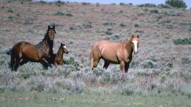 mare-foal-stallion.jpg 