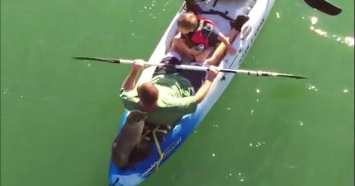 Santa Barbara, California, sea lion pup hitches ride on family's kayak ...