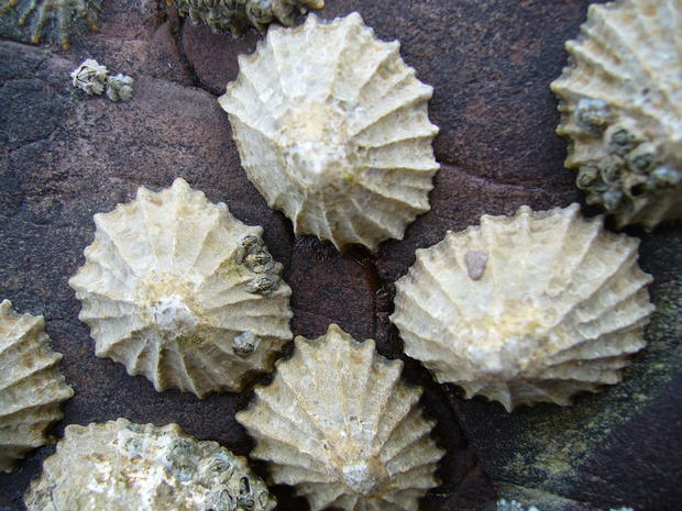 commonlimpets1.jpg 