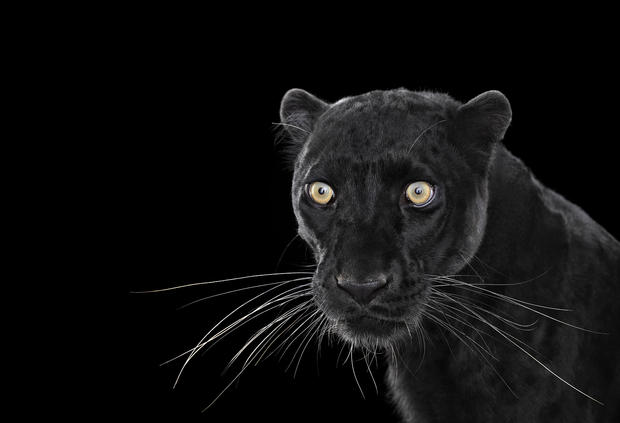 blackleopard1.jpg 