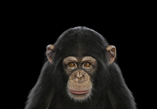 chimpanzee6.jpg 