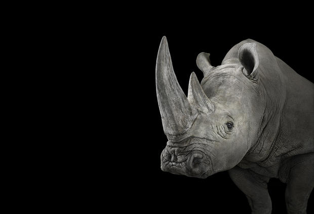 rhino1.jpg 
