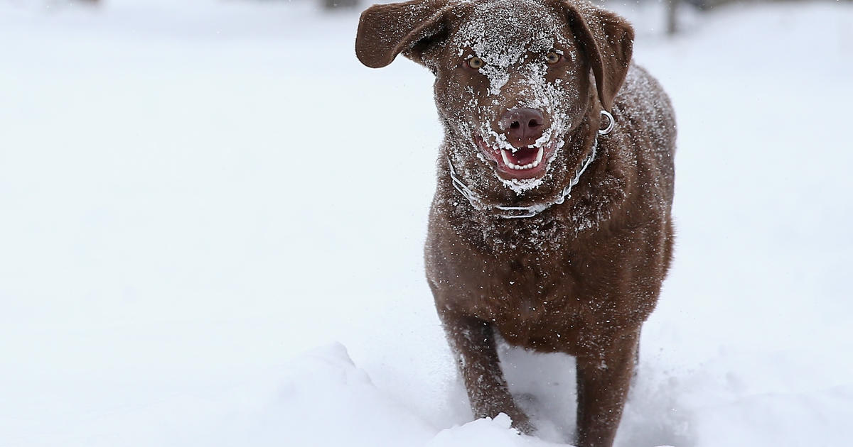 Safety tips for your pets in the cold weather