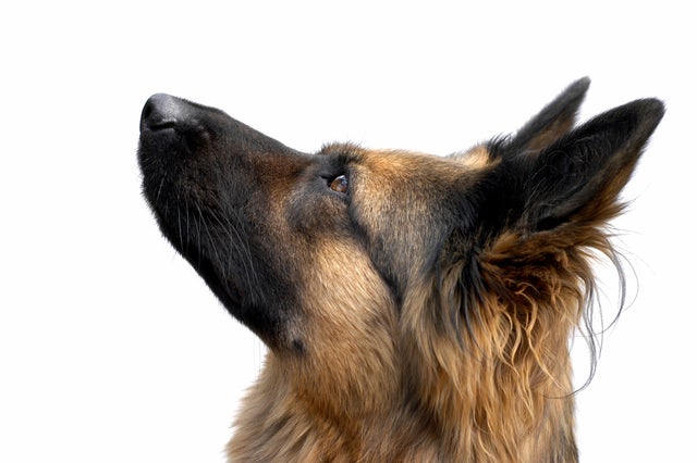 german-shepherd-dog2istock.jpg 