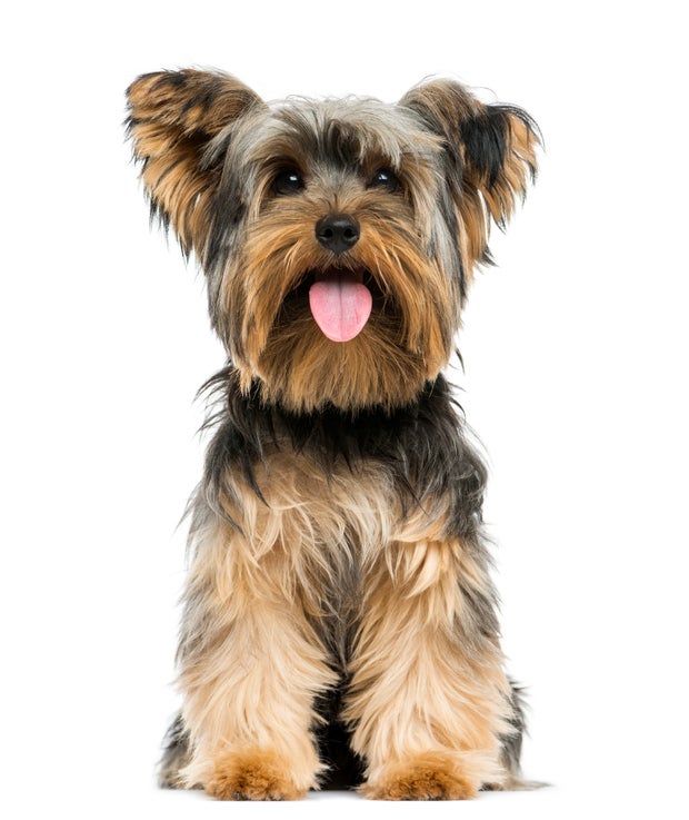 yorkshire-terrier3istock.jpg