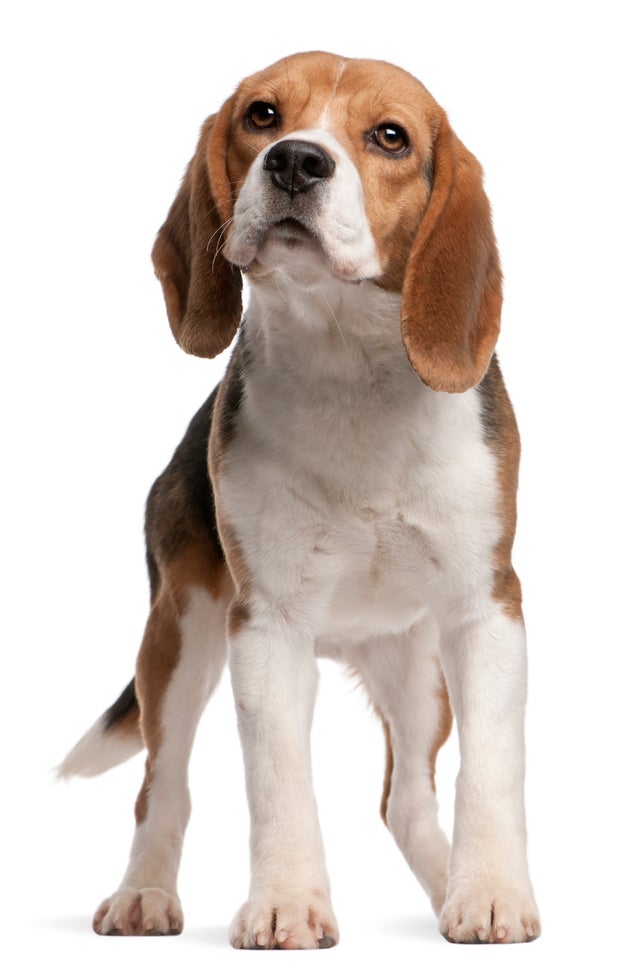 beagle3istock.jpg 