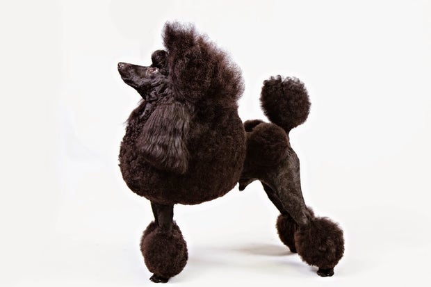 poodle1akc.jpg