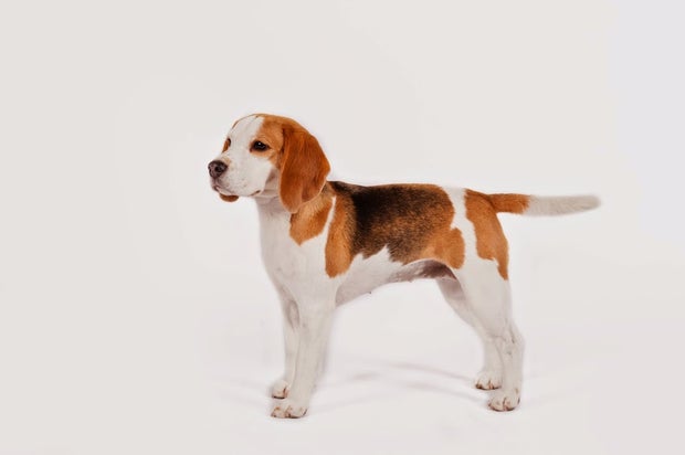 beagle1akc.jpg