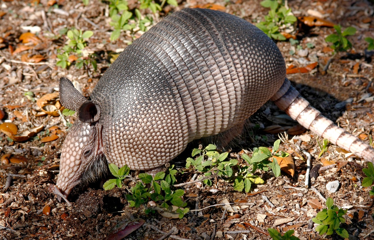 armadillos.jpg 