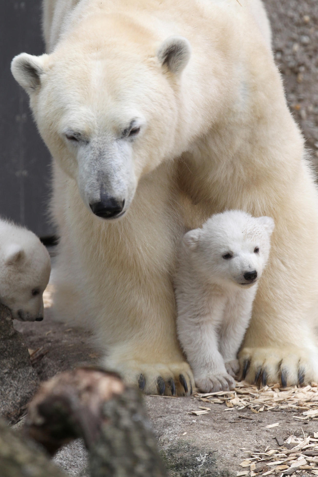 world celebrates international polar bear day for conservation