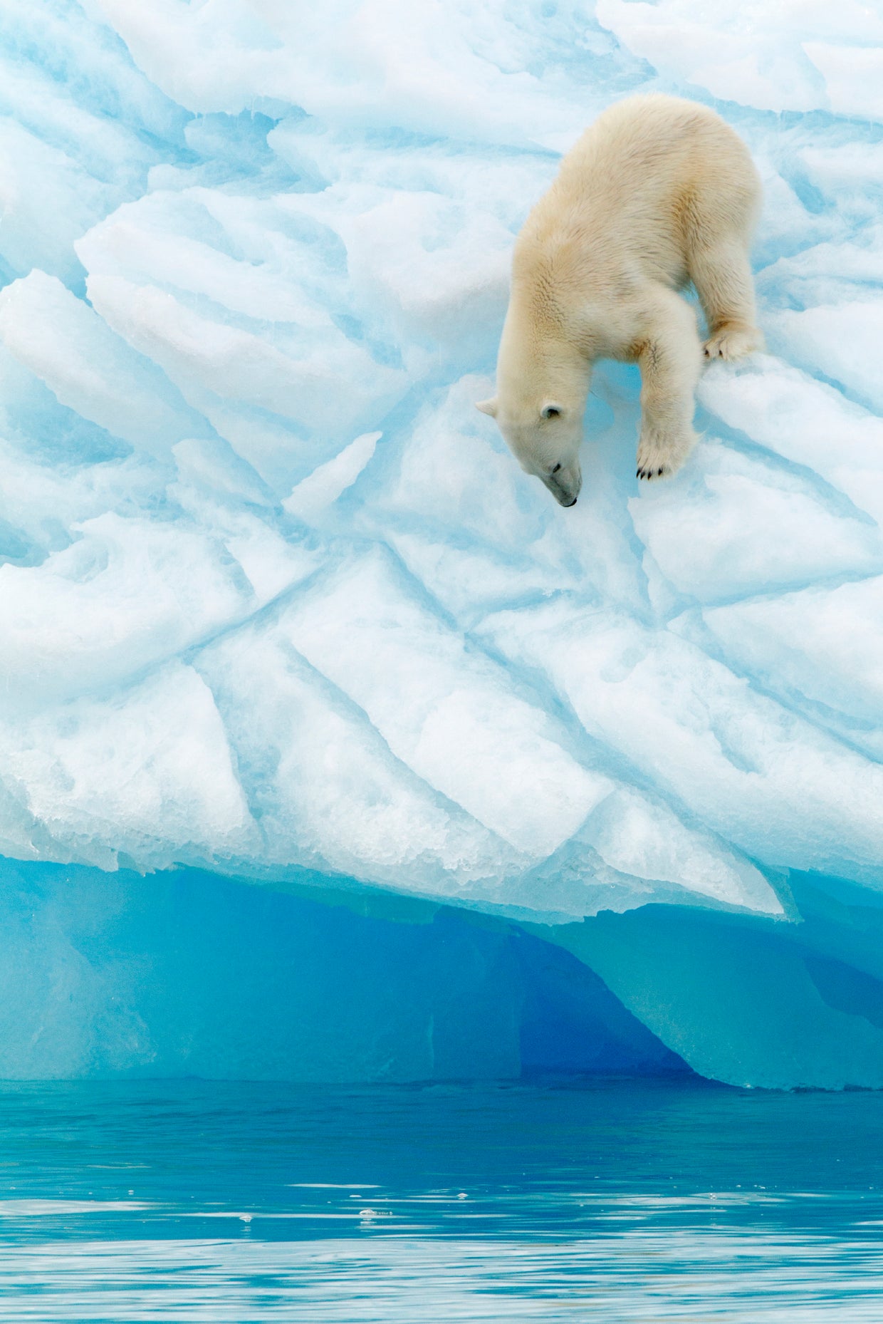 world celebrates international polar bear day for conservation