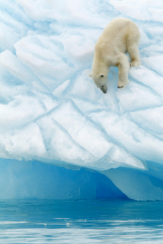 polar-bears28istock.jpg 
