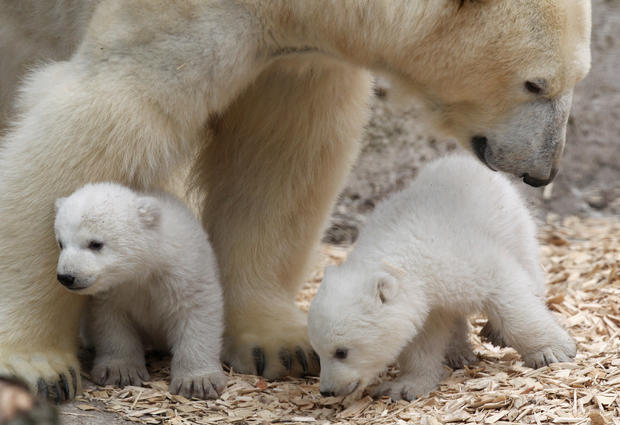 polar-bears23getty.jpg 