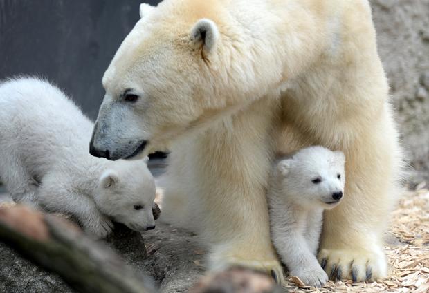 polar-bears13getty.jpg 
