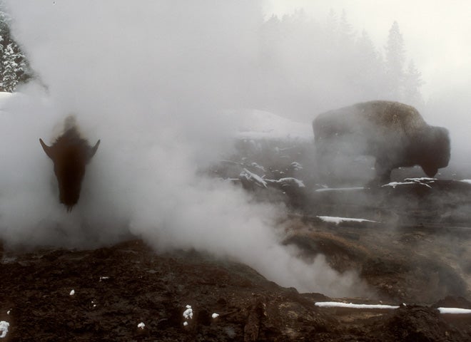 Winter in Yellowstone