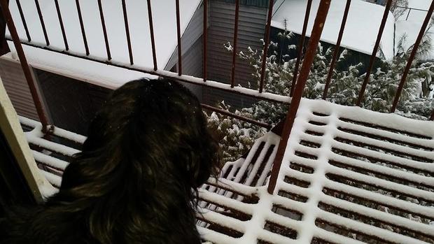 rosa-margarita-my-valentino-checking-out-the-snow-from-the-window-in-the-bronx-ny.jpg 