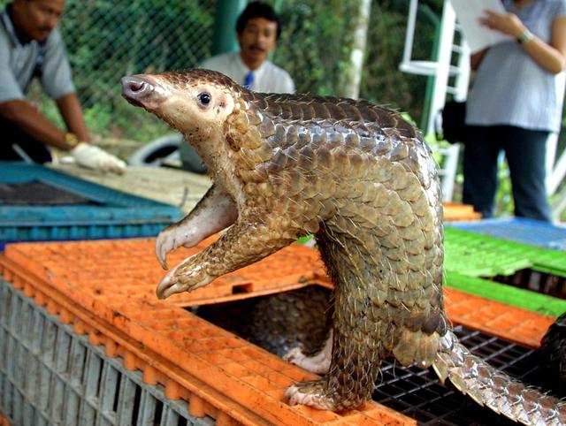 The pangolin ​is the most endangered animal you've never heard of - CBS News