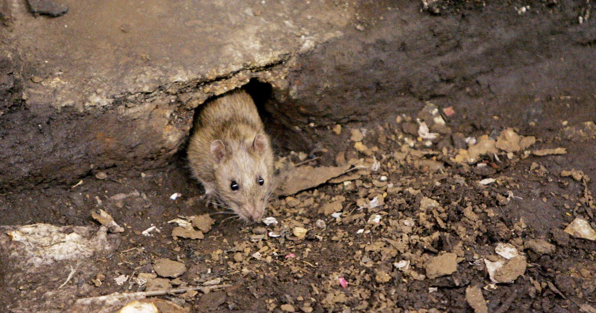 Rats may "aggressive" due to coronavirus restaurant shutdowns(00)